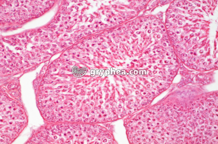 Testicule Oiseau CT x100 - gryphea.com